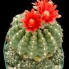 Gymnocalycium_baldianum_1